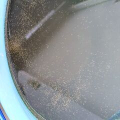 タイリクミジンコ　　生き餌　　めだか　メダカ　エサの画像
