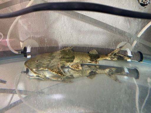 (価格交渉可能)バガリウス・バガリウス