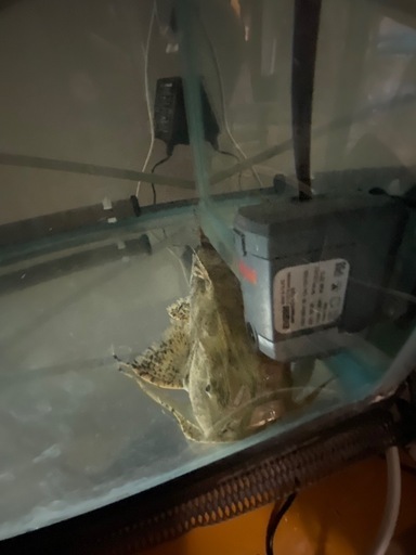 (価格交渉可能)バガリウス・バガリウス
