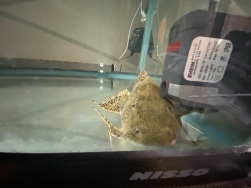 (価格交渉可能)バガリウス・バガリウス