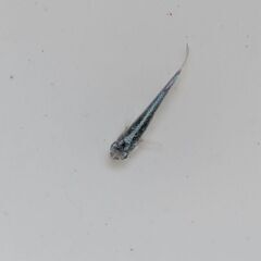早めの取引限定の方のみ！メダカトリオ②！(写真の水槽はつきません！)