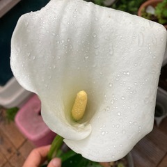 斑入りカラー　大苗　花苗　園芸　ガーデニング