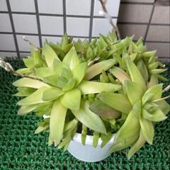 ハオルチア　京の舞　鉢植えの画像