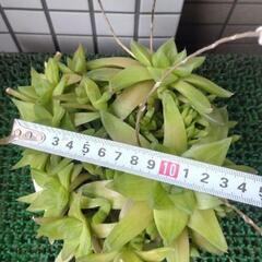 ハオルチア　京の舞　鉢植えの画像