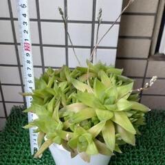 ハオルチア　京の舞　鉢植えの画像