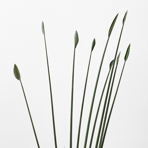 観葉植物 ストレリチア ユンケア ノンリーフ