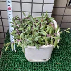 ルビーネックレス鉢植えの画像