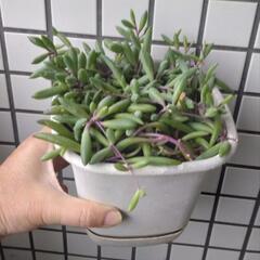 ルビーネックレス鉢植えの画像