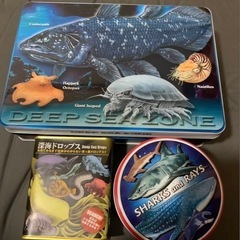 深海生物 サメ　チョコレート　空き缶　空缶　小物入れ　新江ノ島水族館