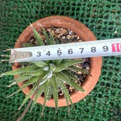 十二の巻　鉢植えの画像