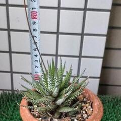十二の巻　鉢植えの画像