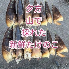 採れたて、新鮮✨たけのこ　みずみずしい〜💦