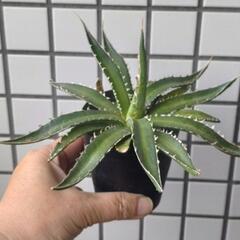 アガベ　ホリダペロテンシス鉢植えの画像