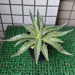 アガベ　ホリダペロテンシス鉢植え