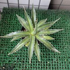 アガベ　ホリダペロテンシス鉢植えの画像