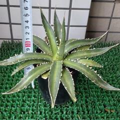 アガベ　ホリダペロテンシス鉢植えの画像