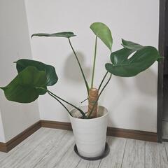 モンステラの画像