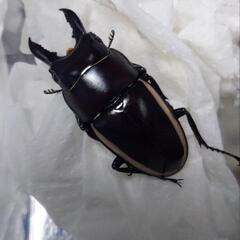 ウォレスノコギリクワガタ♂♀ペア