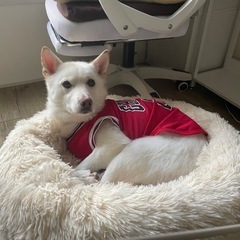 アイヌ犬×柴犬mix犬の「デク」くん - 犬