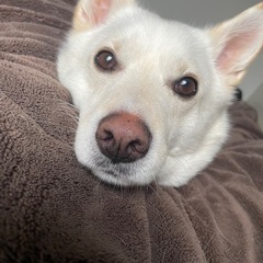 アイヌ犬×柴犬mix犬の「デク」くん - 江東区