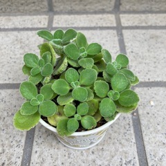 多肉植物 アロマティカス G対策？可愛い鉢付きの画像
