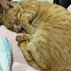 1歳のむぎちゃん