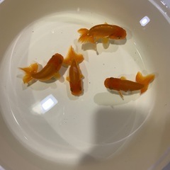 らんちゅう　金魚の画像