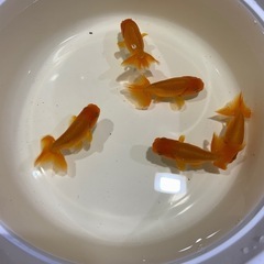 らんちゅう　金魚の画像