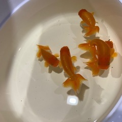 らんちゅう　金魚