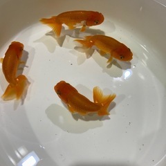 らんちゅう　金魚の画像