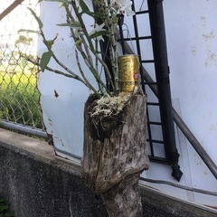 デンドロの画像