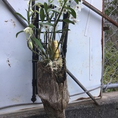 デンドロの画像