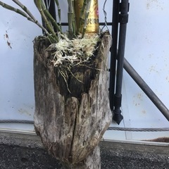 デンドロの画像