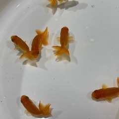 らんちゅう　金魚の画像