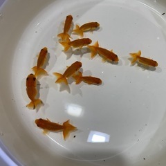 らんちゅう　金魚