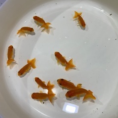 らんちゅう　金魚の画像