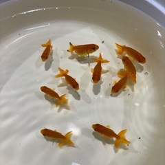 らんちゅう　金魚の画像