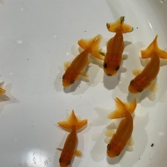 らんちゅう　金魚の画像