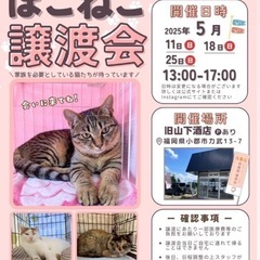 🩷動画付き💚エイズキャリアの仲良し兄妹🐾ハンデがあるからこそ幸せになってもらいたい - 里親募集