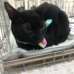 ずっとの家族をさがしてるニャ！ 黒猫 男の子 穏やかな性格です