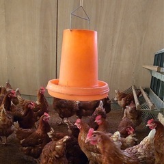 鷄　餌容器の画像