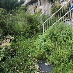 草むしり作業