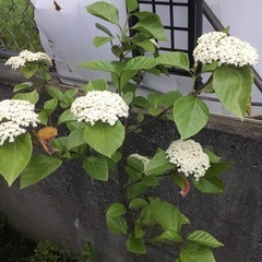 ハクサンボク　７０センチの画像