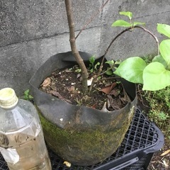 ハクサンボク　７０センチの画像