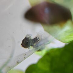 ピグミーサンフィッシュ３匹