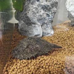 パオバイレイ