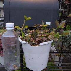 〈売ります観葉植物〉ヒポエステスピンク寄せ植えの画像