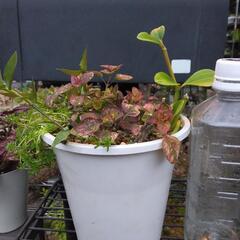〈売ります観葉植物〉ヒポエステスピンク寄せ植えの画像