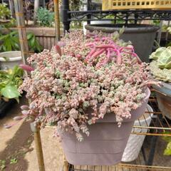 多肉植物セダムパープルヘイズのようなダシフィルム＆ルビーネックレス鉢ごとの画像