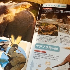 MOVE 講談社の動く図鑑　新改訂　動物　DVDなしの画像